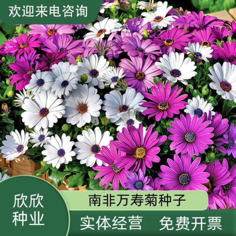 南非万寿菊种子蓝目菊非洲菊种子耐寒景观园林庭院花卉四季花