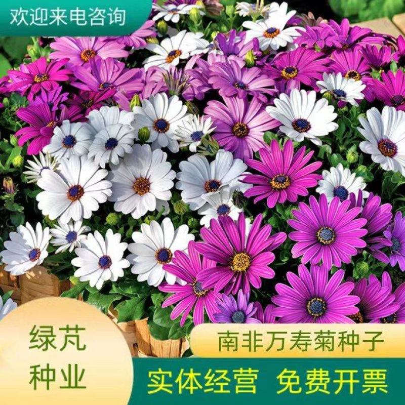 南非万寿菊种子多年生四季种室内外阳台庭院易活耐寒非洲菊花