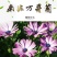 南非万寿菊种子多年生四季种室内外阳台庭院易活耐寒非洲菊花