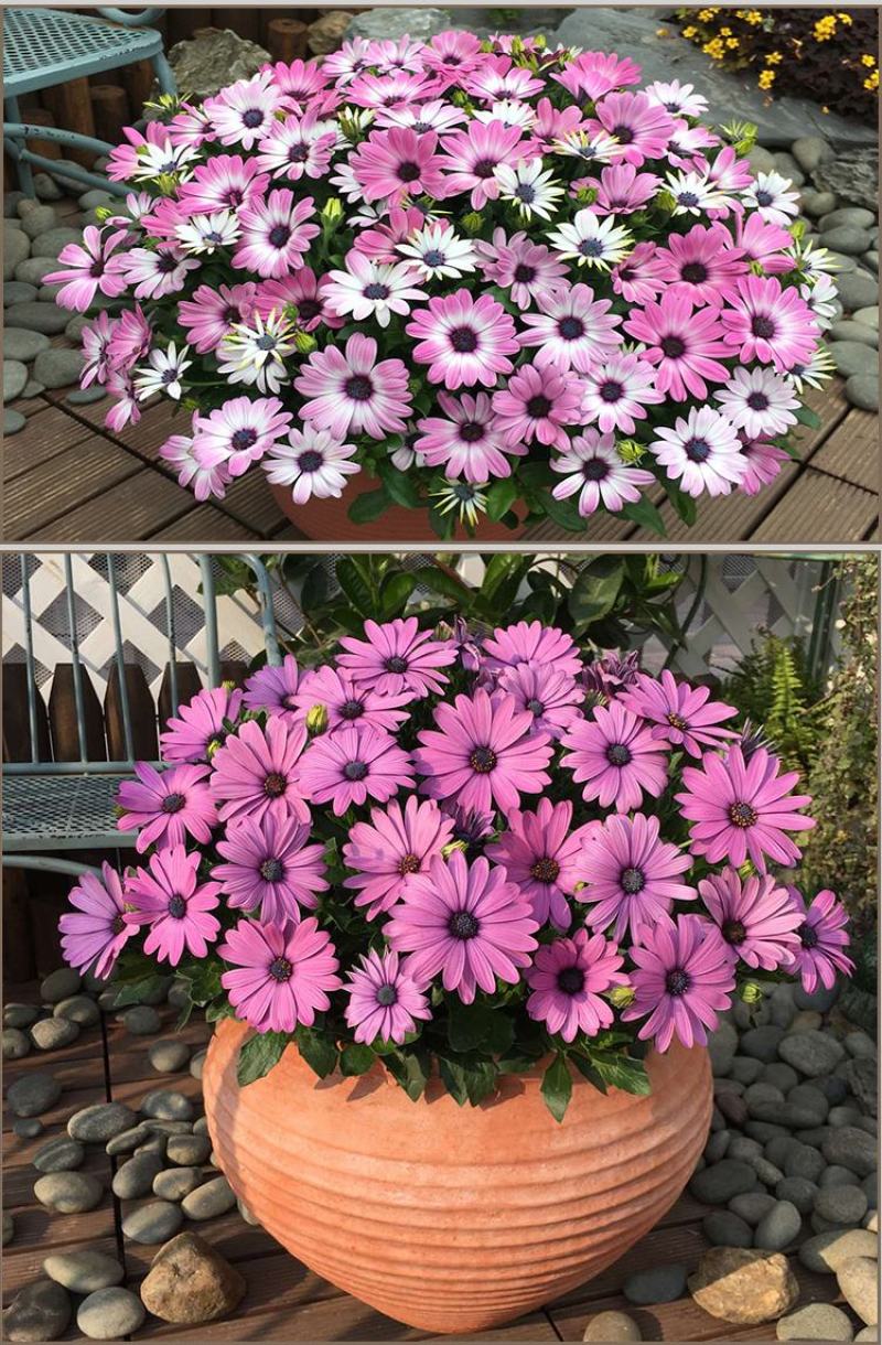 南非万寿菊种子多年生四季种室内外阳台庭院易活耐寒非洲菊花