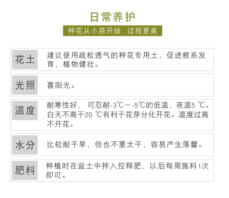 南非万寿菊种子多年生四季种室内外阳台庭院易活耐寒非洲菊花