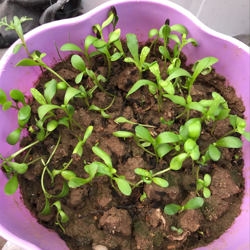 南非万寿菊种子多年生四季种室内外阳台庭院易活耐寒非洲菊花