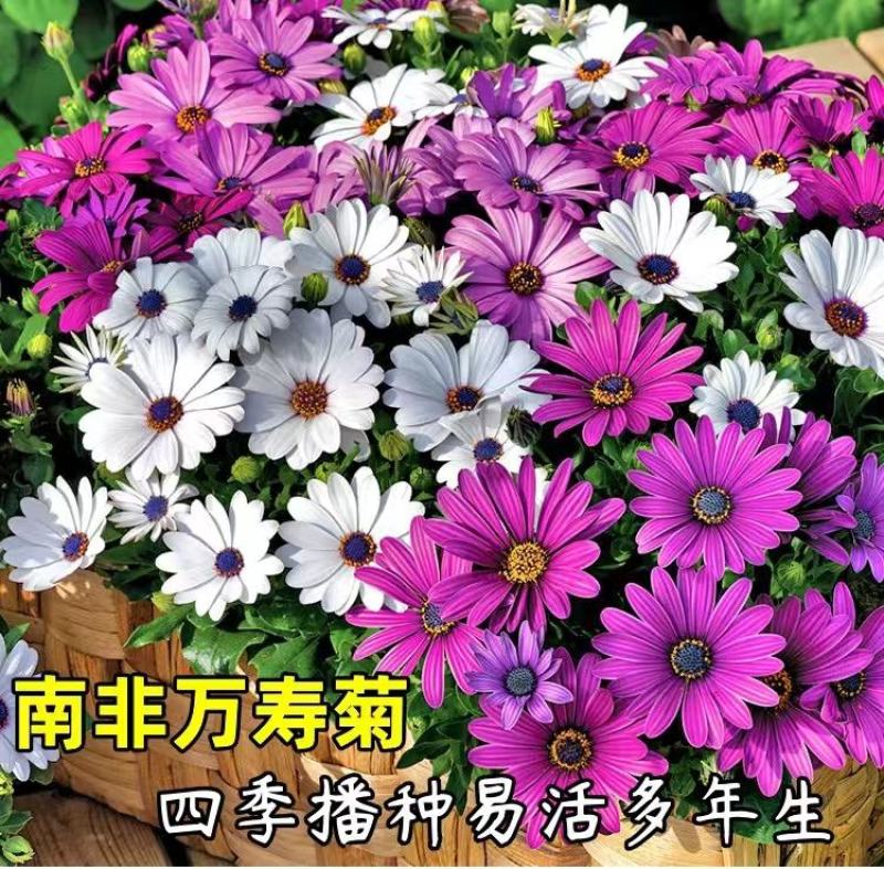 南非万寿菊种子多年生四季种室内外阳台庭院易活耐寒非洲菊花