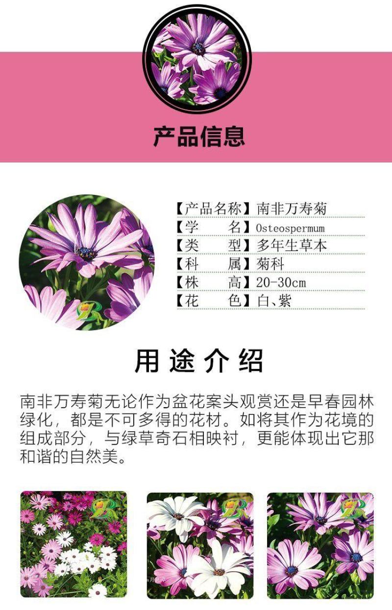 南非万寿菊种子多年生四季种室内外阳台庭院易活耐寒非洲菊花