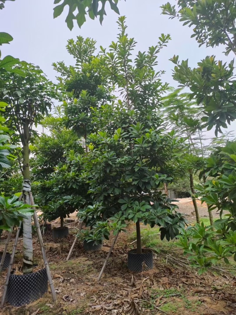 尖叶杜英，骨架，光杆，原生苗5-6-7-8-9-10公分