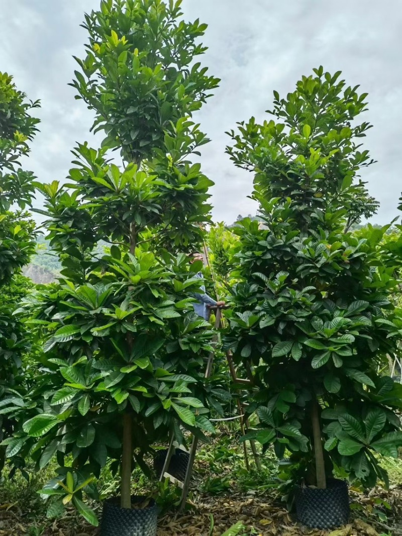 尖叶杜英，骨架，光杆，原生苗5-6-7-8-9-10公分