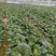 牛心包菜
