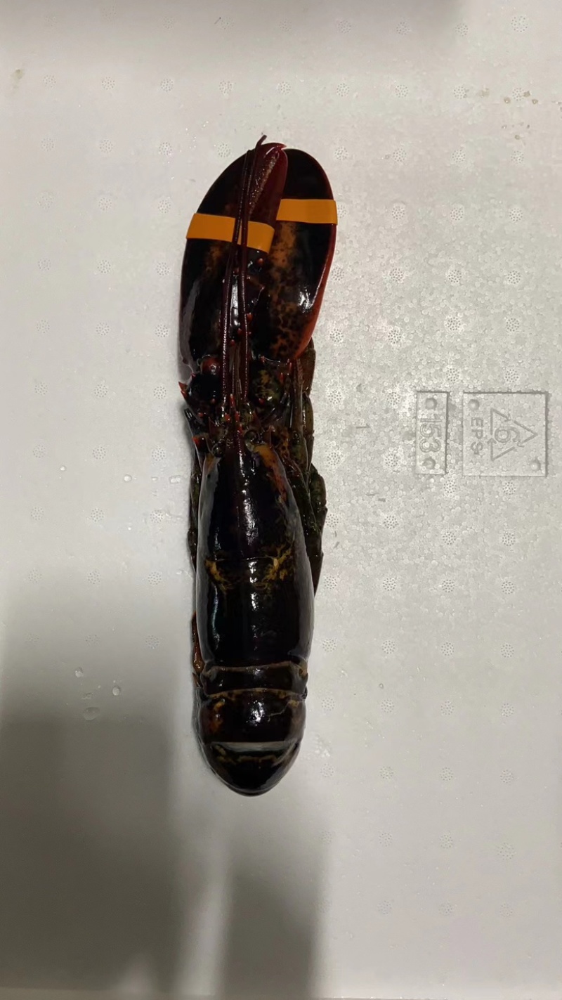 鲜冻直波龙