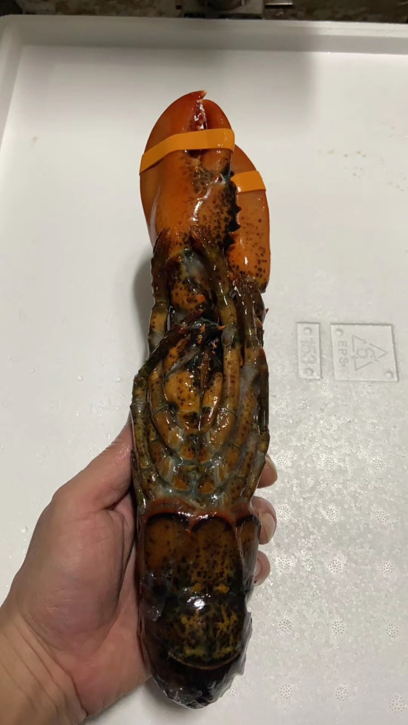 鲜冻直波龙