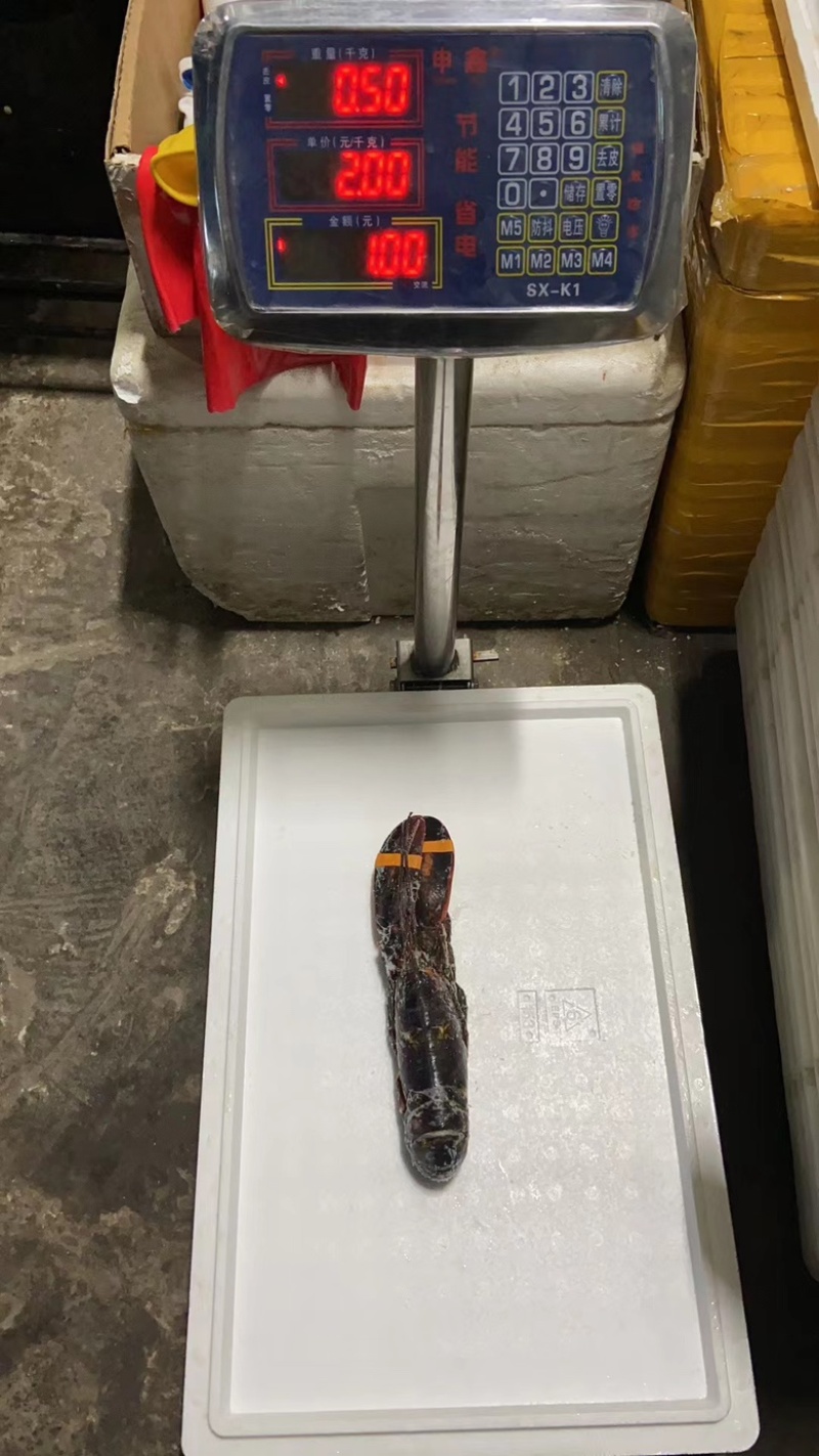鲜冻直波龙