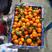 广西桂林沙糖桔精品砂糖橘大量供应砂糖橘，精品果