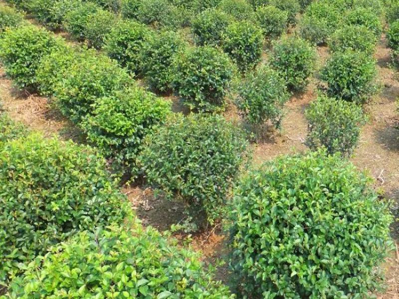 小叶女贞苗女贞苗质量保证价格实惠绿化苗木