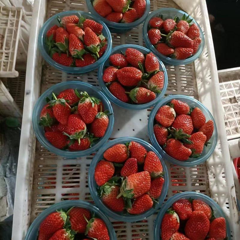 [推荐]甜宝草莓量大从优欢迎前来采购