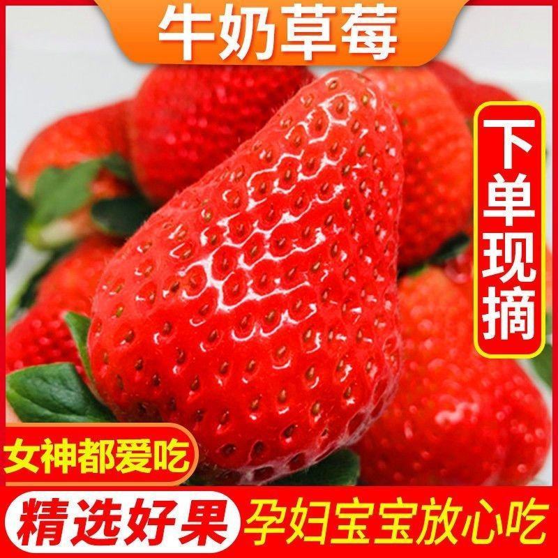 [推荐]甜宝草莓量大质高支持各种包装欢迎前来采购