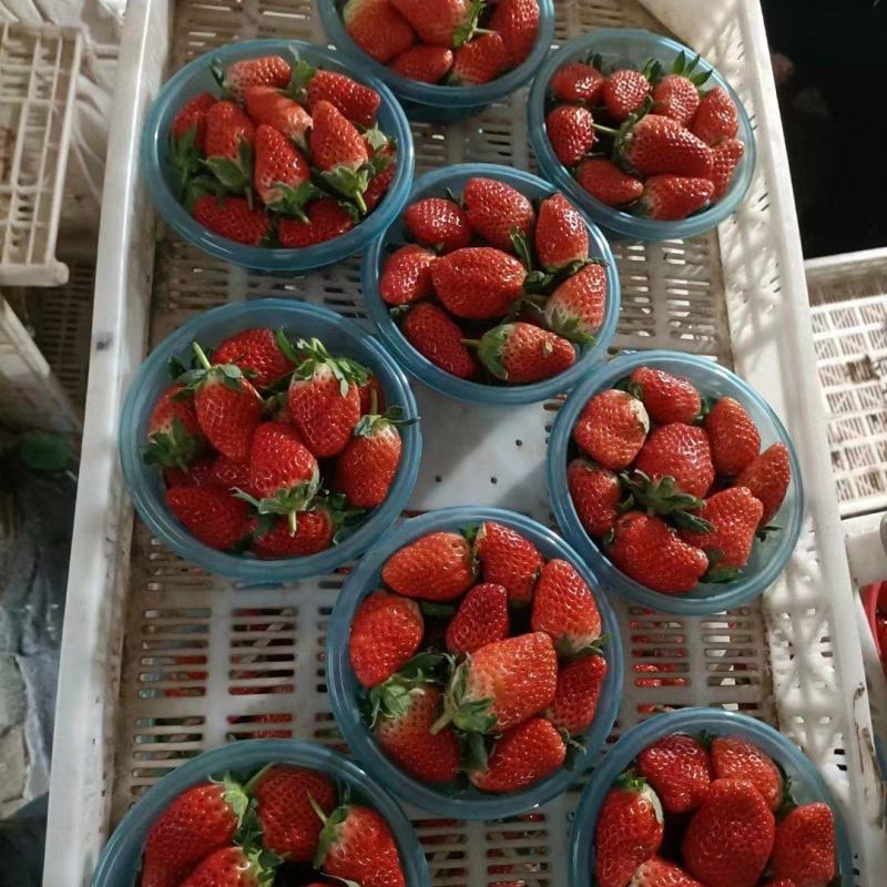 [精选]甜宝草莓货量大，品质高可代收量大从优欢迎采购
