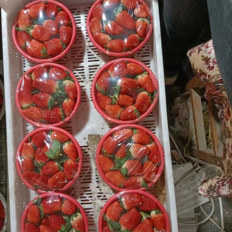 [精选]甜宝草莓货量大，品质高可代收量大从优欢迎采购