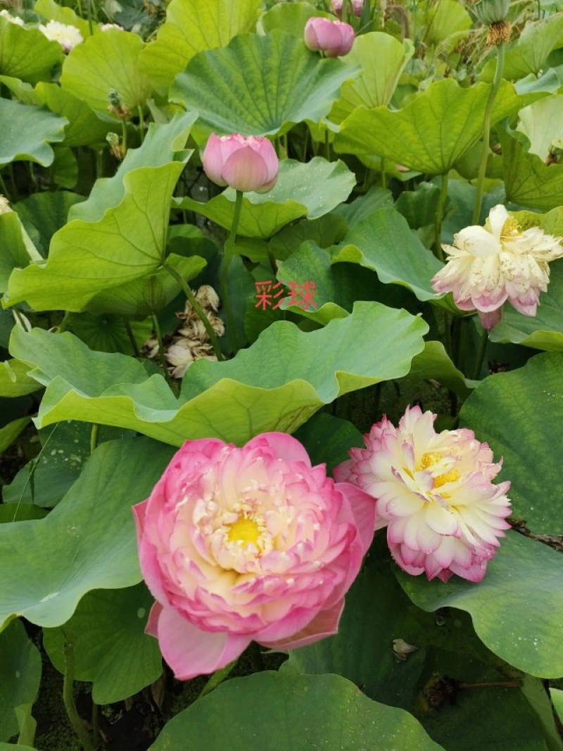 荷花苗，精品荷花苗，花复瓣，质优价康，欢迎垂询