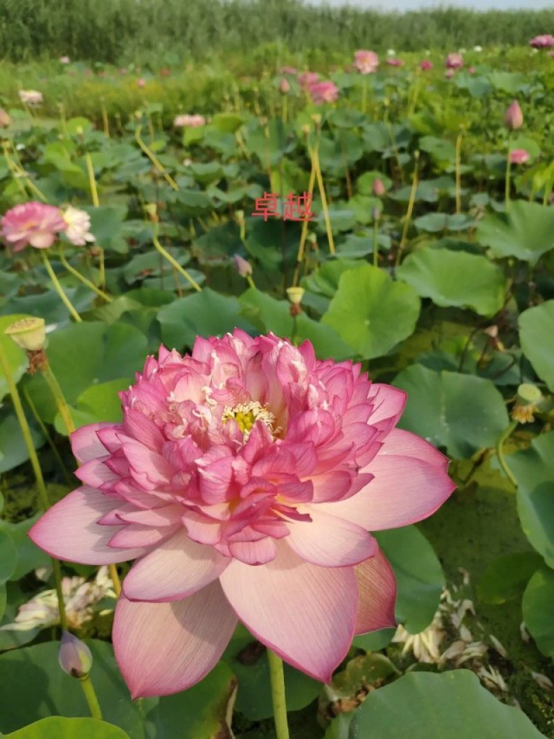 荷花苗，精品荷花苗，花复瓣，质优价康，欢迎垂询