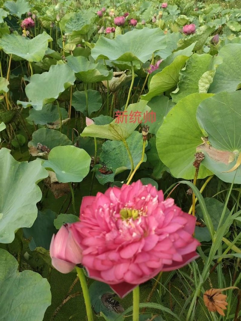 荷花苗，精品荷花苗，花复瓣，质优价康，欢迎垂询