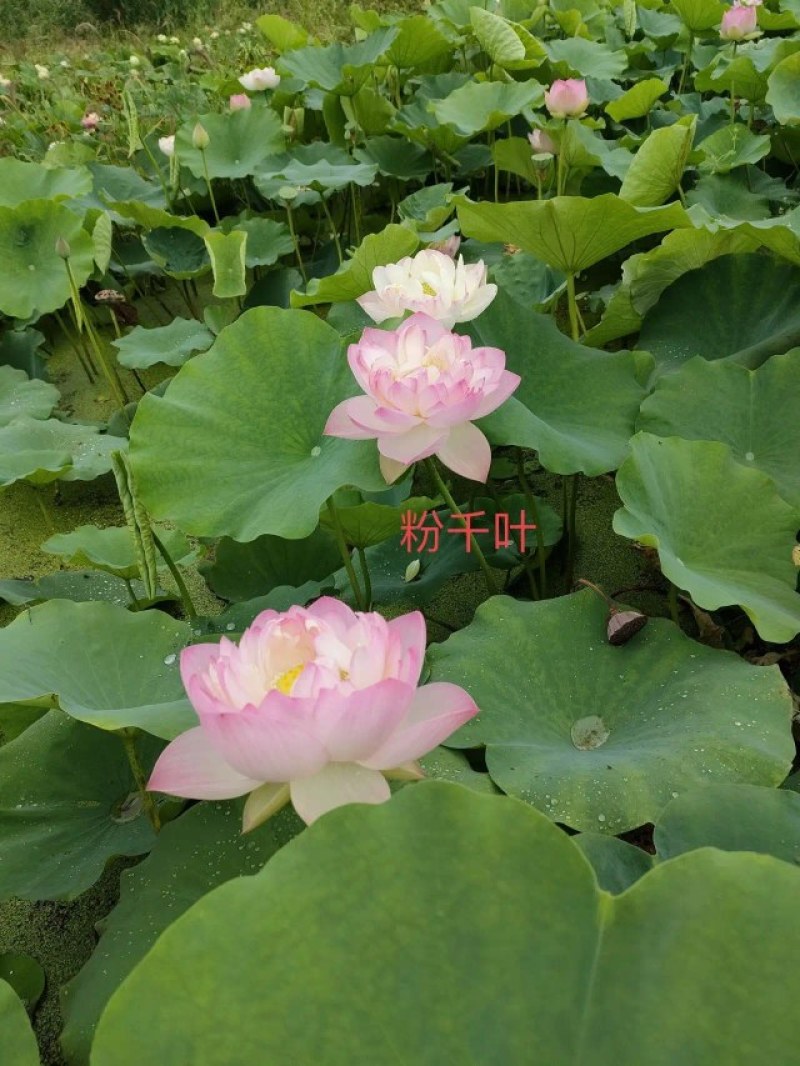 荷花苗，精品荷花苗，花复瓣，质优价康，欢迎垂询