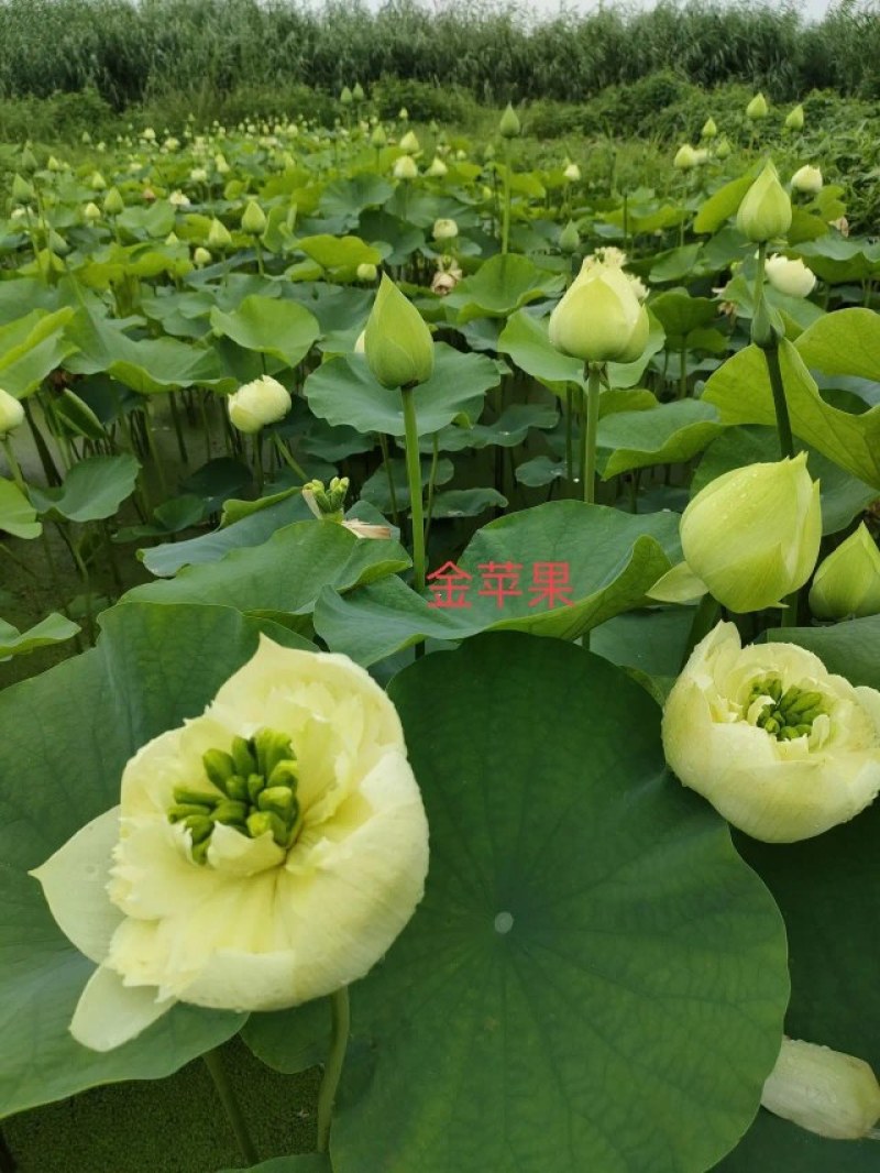 荷花苗，精品荷花苗，花复瓣，质优价康，欢迎垂询