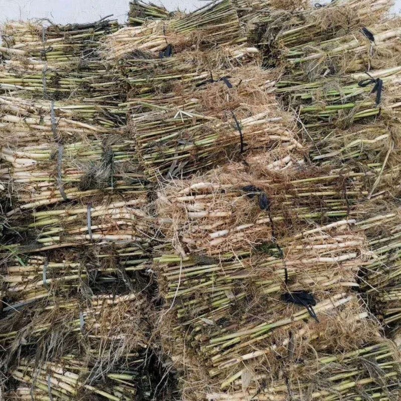 芦苇苗，质优价廉，芽多，量大从优，欢迎垂询