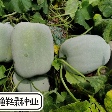 2~8公斤小型早熟粉皮冬瓜早生粉皮冬瓜肉嫩味鲜上市早