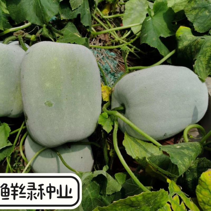 2~8公斤小型早熟粉皮冬瓜早生粉皮冬瓜肉嫩味鲜上市早