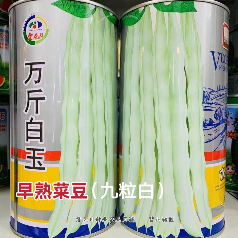 万斤白玉九粒白架豆种子早熟春秋二季四季豆菜豆种子白花