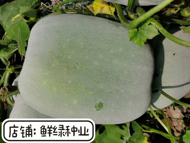 2~8公斤小型早熟粉皮冬瓜早生粉皮冬瓜肉嫩味鲜上市早