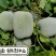 2~8公斤小型早熟粉皮冬瓜早生粉皮冬瓜肉嫩味鲜上市早