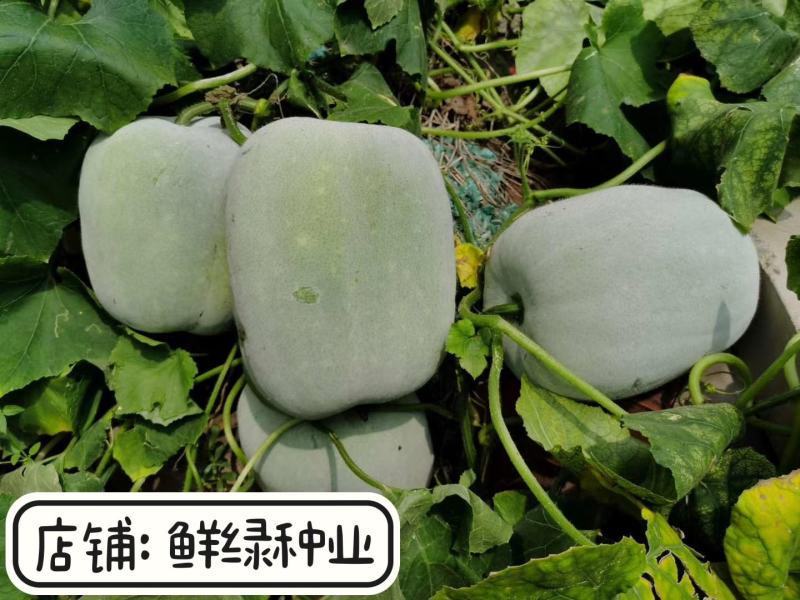2~8公斤小型早熟粉皮冬瓜早生粉皮冬瓜肉嫩味鲜上市早