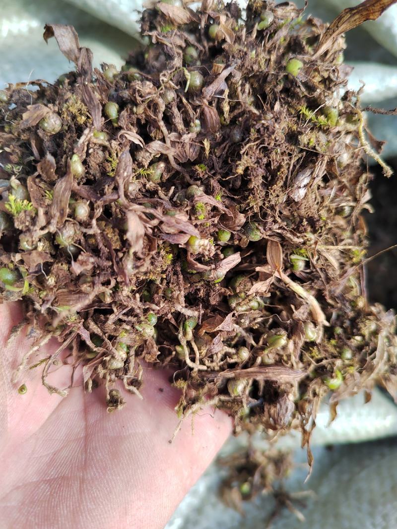 厂家直销正品白芨现货秒发新鲜采摘品质保证
