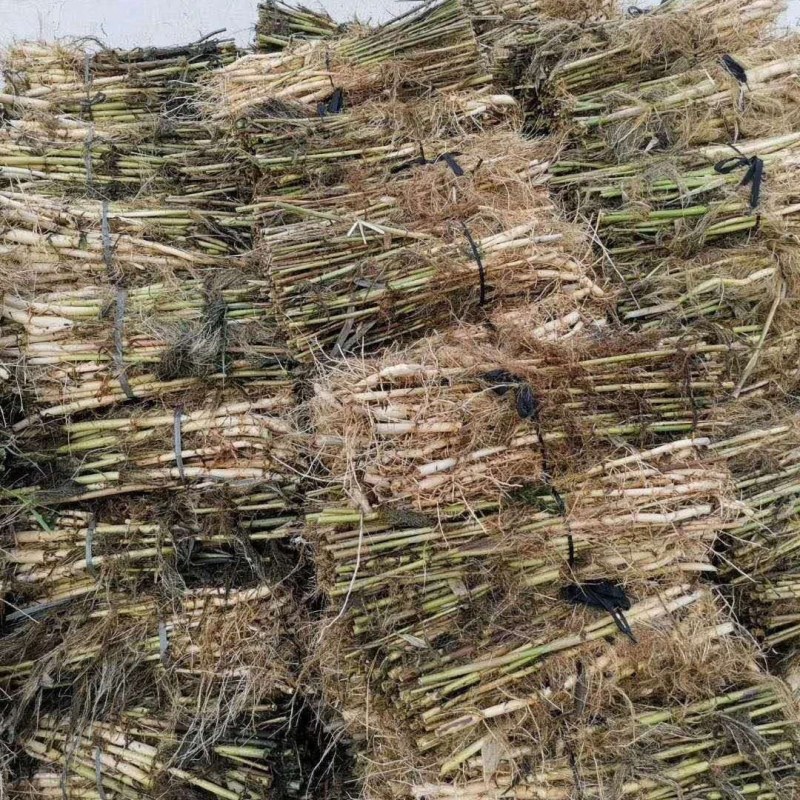 芦苇苗，质优价廉，芽多，量大从优，欢迎垂询