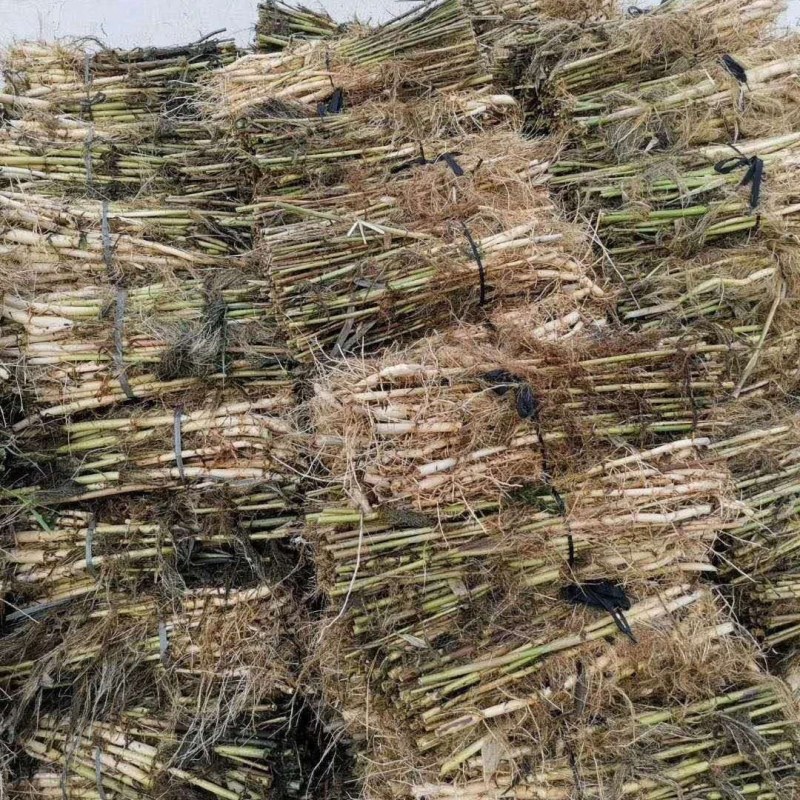 芦苇苗，质优价廉，芽多，量大从优，欢迎垂询