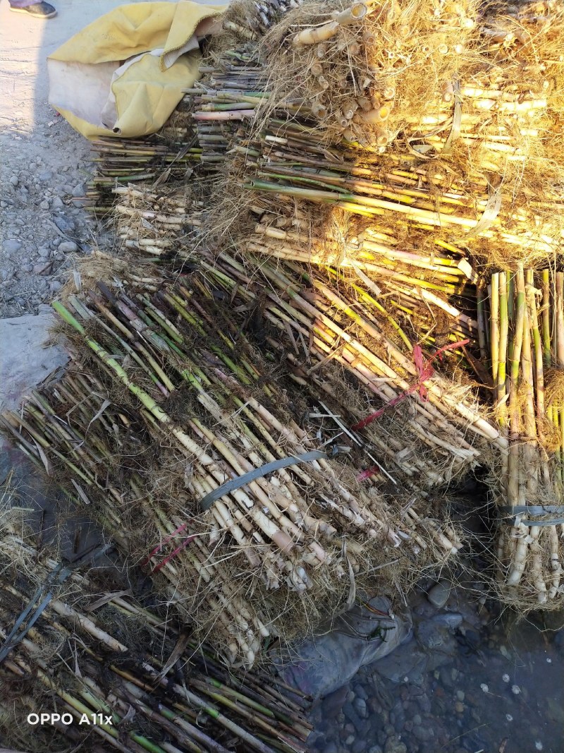 芦苇苗，质优价廉，芽多，量大从优，欢迎垂询