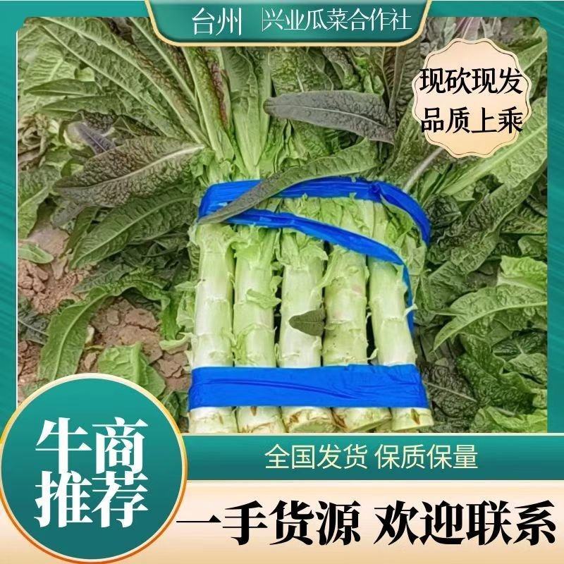 精品红叶莴苣，现砍现发，物优价廉！