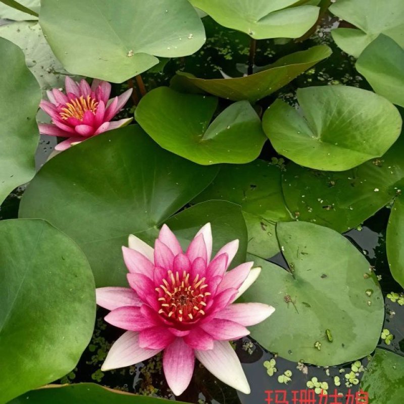 睡莲苗，有四个颜色，红色，白色，黄色，粉色，欢迎致电