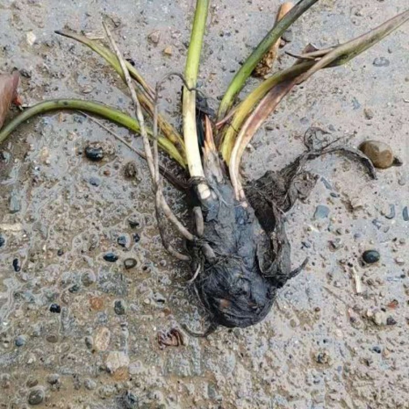 睡莲苗，有四个颜色，红色，白色，黄色，粉色，欢迎致电
