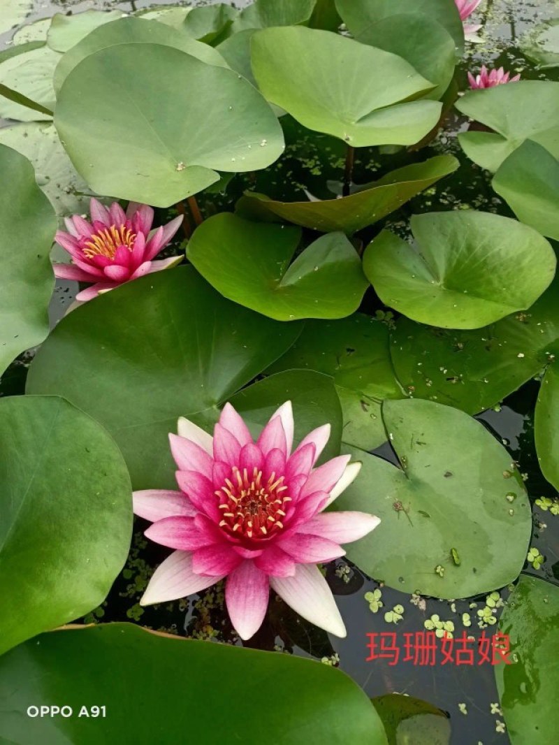 睡莲苗，有四个颜色，红色，白色，黄色，粉色，欢迎致电