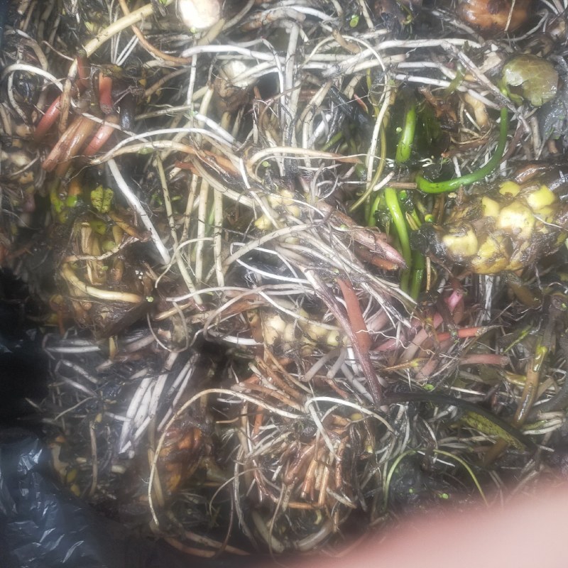 睡莲苗，有四个颜色，红色，白色，黄色，粉色，欢迎致电
