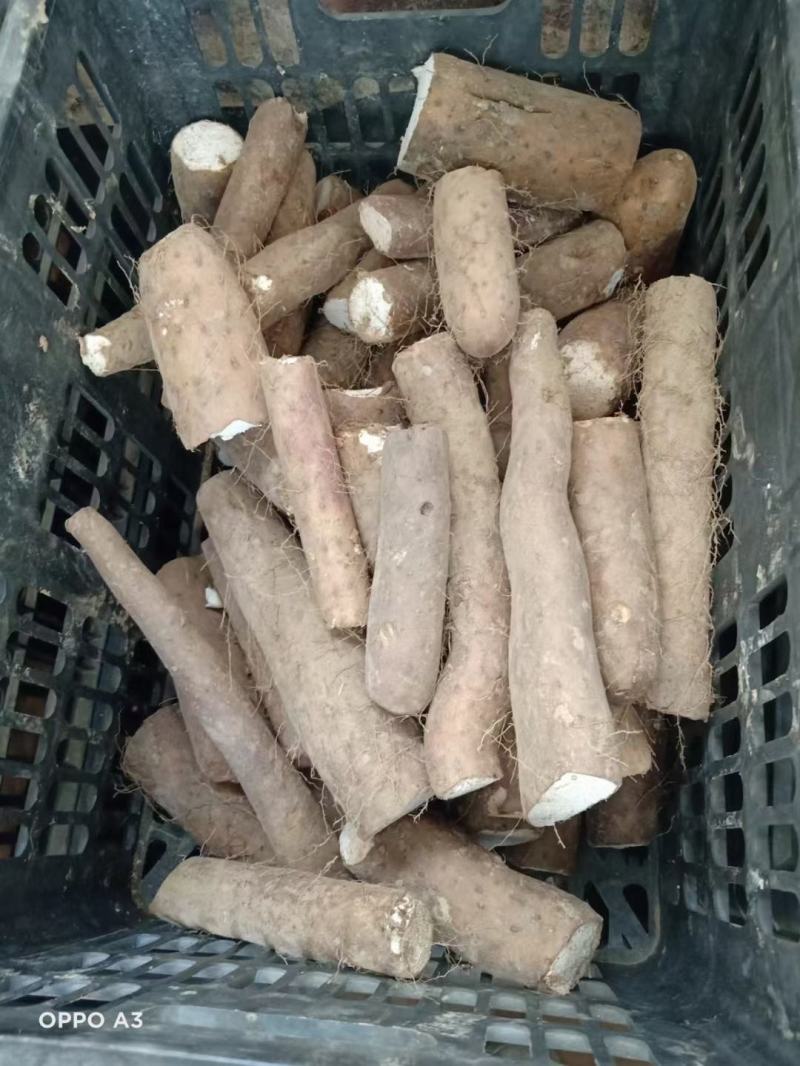 白玉小山药质量好现货供应（小块小头看货定价）
