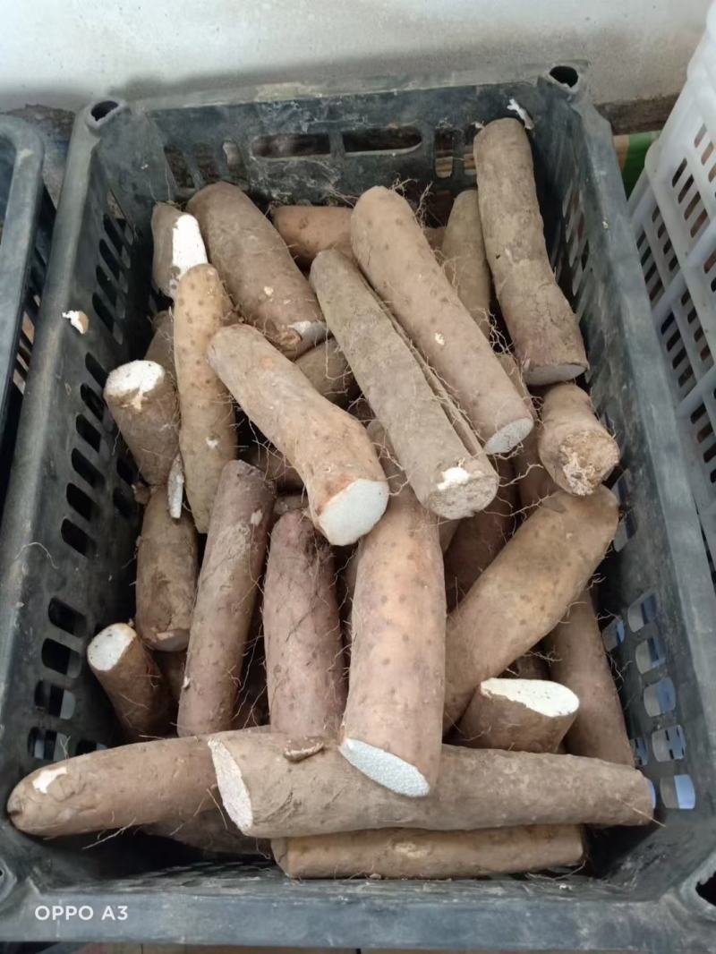白玉小山药质量好现货供应（小块小头看货定价）