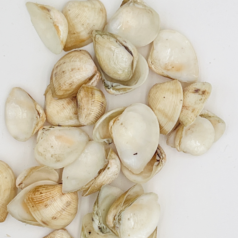 歪嘴妹贝壳工艺原料小贝壳，量大从优欢迎选购