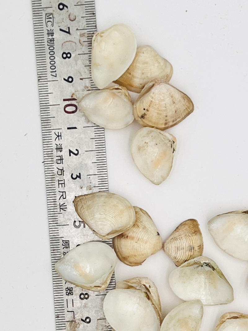 歪嘴妹贝壳工艺原料小贝壳，量大从优欢迎选购