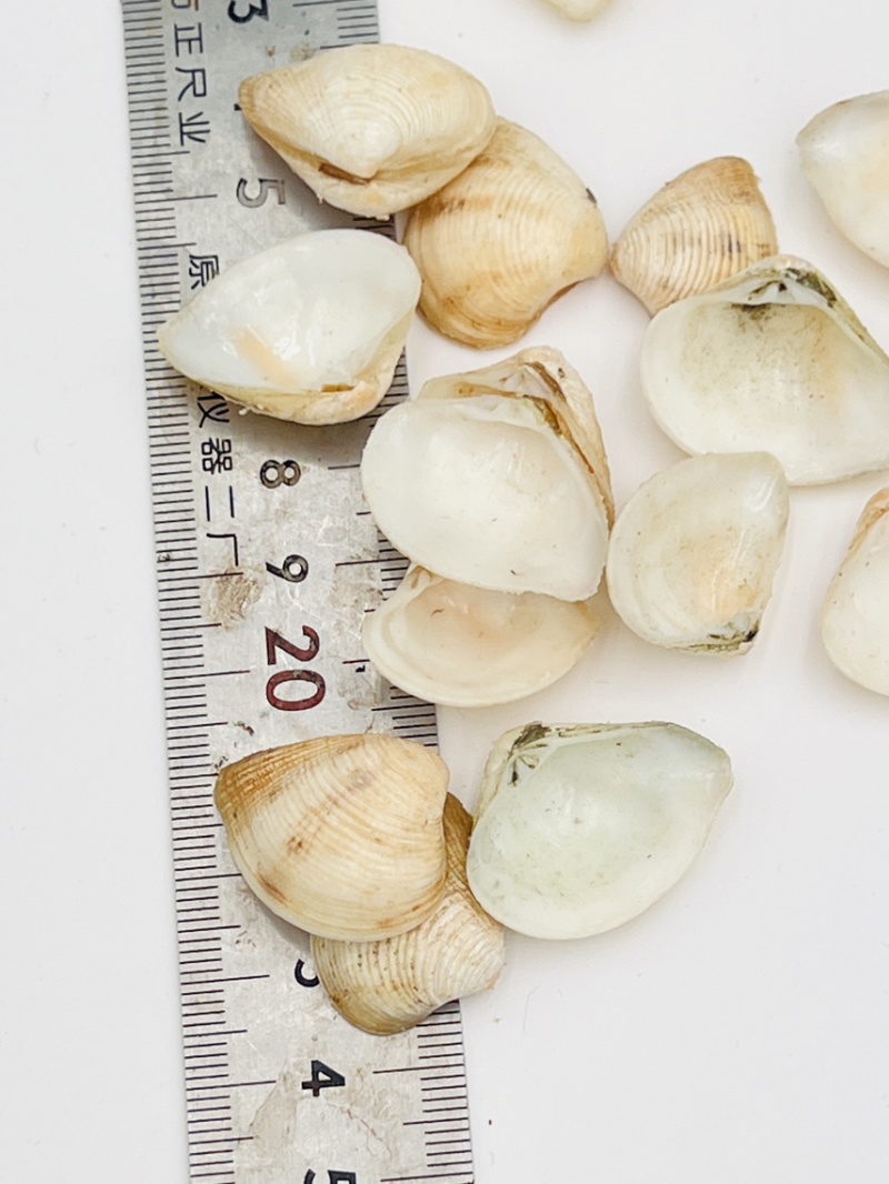 歪嘴妹贝壳工艺原料小贝壳，量大从优欢迎选购