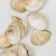 歪嘴妹贝壳工艺原料小贝壳，量大从优欢迎选购
