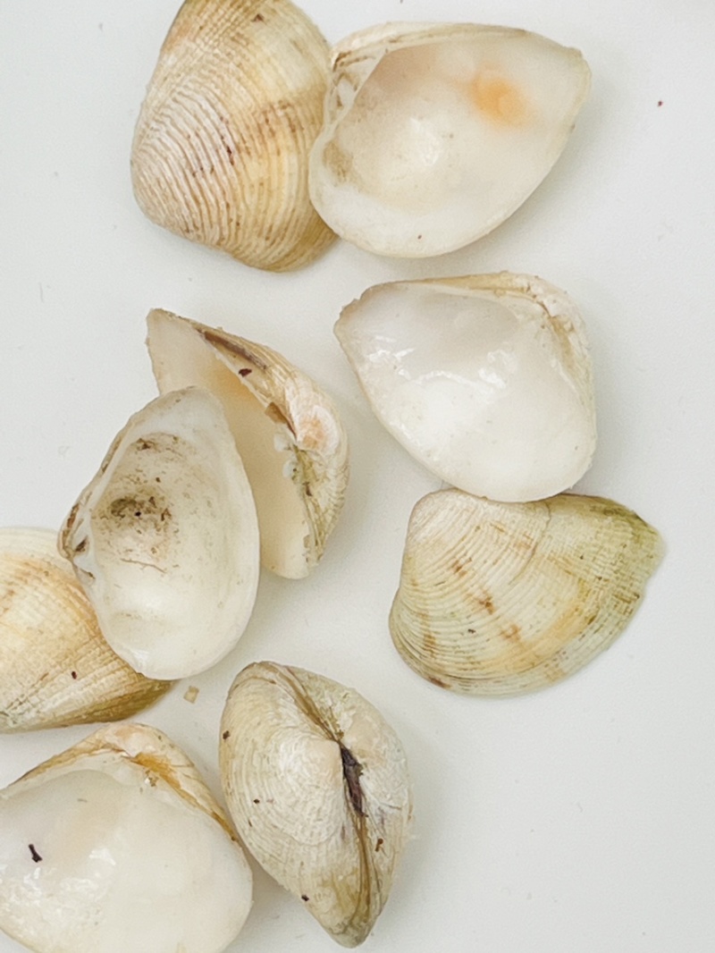 歪嘴妹贝壳工艺原料小贝壳，量大从优欢迎选购