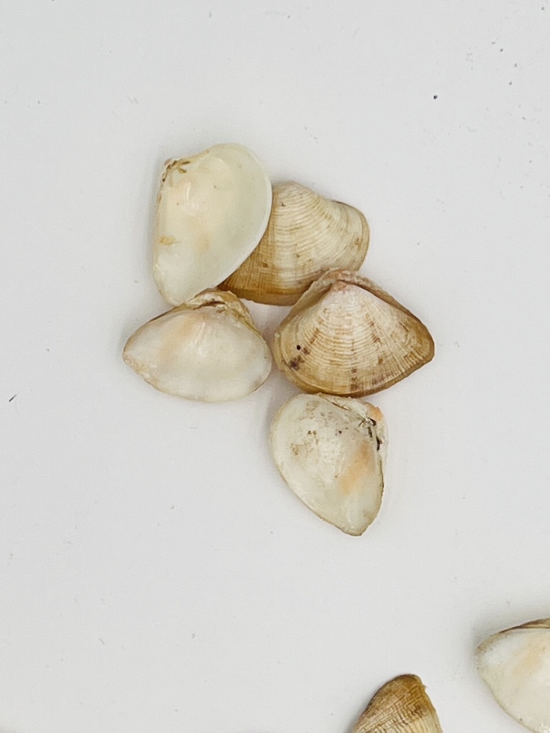 歪嘴妹贝壳工艺原料小贝壳，量大从优欢迎选购