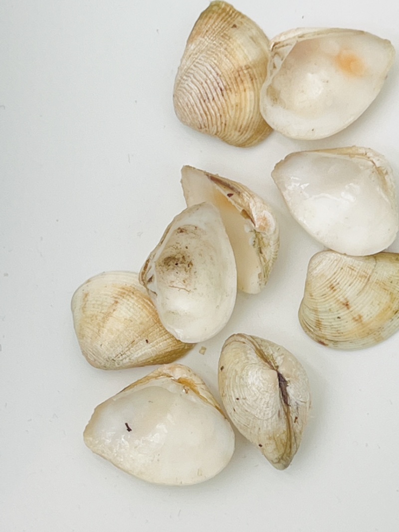 歪嘴妹贝壳工艺原料小贝壳，量大从优欢迎选购